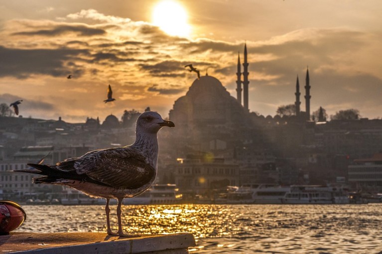 2025-yilinda-turkiye-tuketici-pazarina-genel-bakis-trendler-ve-is-firsatlari
