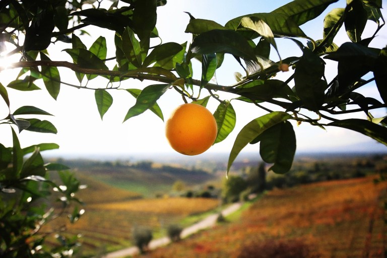 Orta Asya'ya Türkiye tarım ürünleri ihracatı